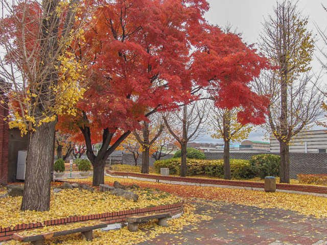 首爾北村教育博物館 絕美秋天紅葉、金黃銀杏景色