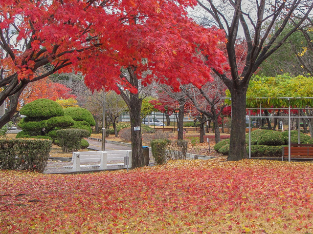 首爾北村教育博物館 絕美秋天紅葉、金黃銀杏景色
