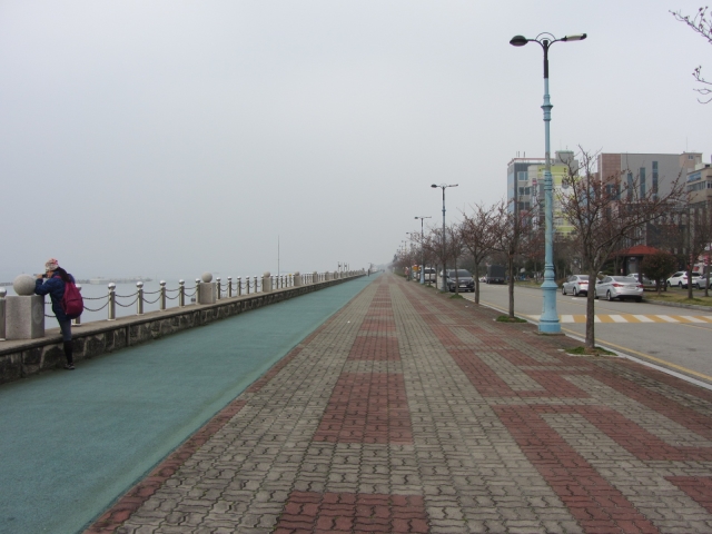 韓國木浦市．榮山江畔櫻花步道