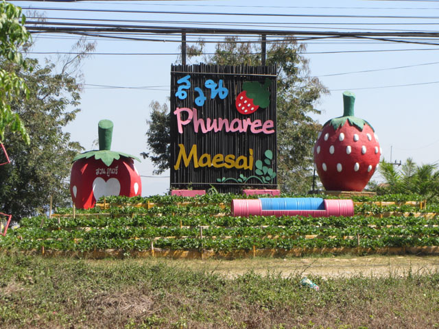 泰國清萊、美塞主幹公路旁 Phunaree Maesai 草莓種植場