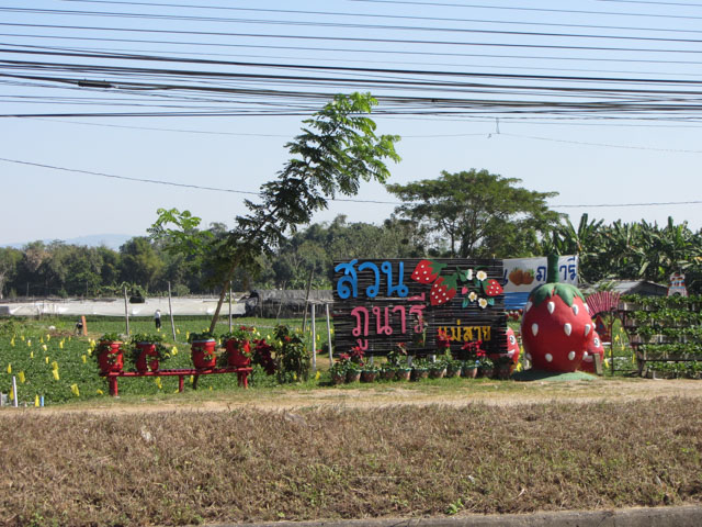 泰國清萊、美塞主幹公路旁 草莓種植場