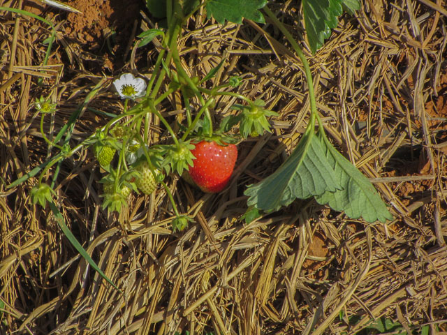 泰國美塞 Bao Noi Strawberry Plantation (ไร่บ่าวน้อยสตรอเบอร์รี่) 草莓種植場