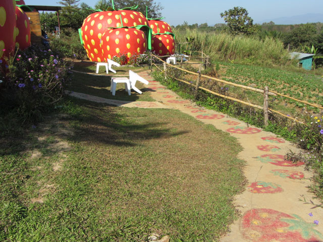 泰國美塞 Bao Noi Strawberry Plantation (ไร่บ่าวน้อยสตรอเบอร์รี่) 草莓種植場