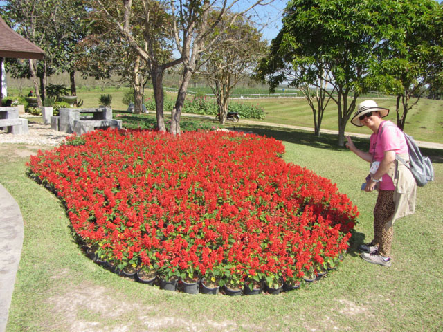 泰國清萊聖獅公園 茶園門前花圃