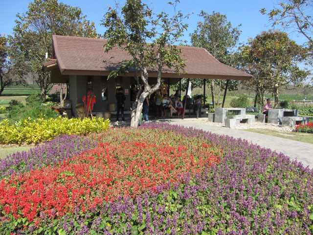 泰國清萊聖獅公園 茶園