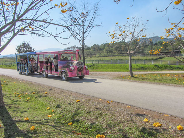 泰國清萊聖獅公園 遊園遊覽車