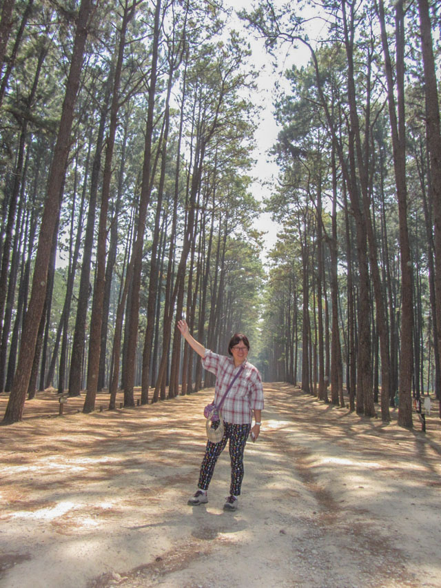 ♦ 湄宏順松樹林, 有韓國南怡島之美譽。