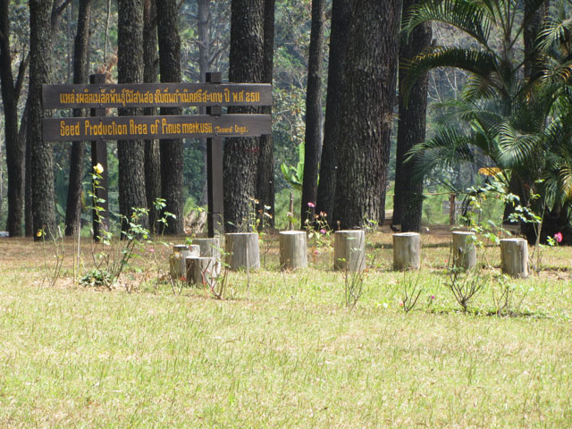 泰國 Boa Keaw Pine Park 松樹研究所及種子培植中心