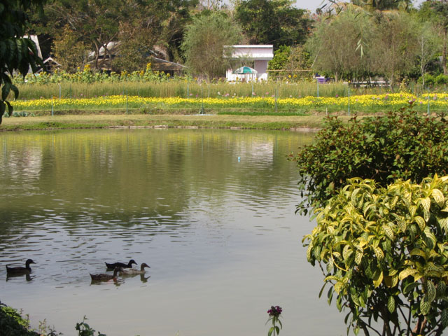 泰國 拜縣 (Pai) Village Farm