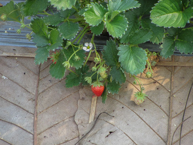 泰國 拜縣 (Pai) 拜縣草莓園 (Love Strawberry Pai)