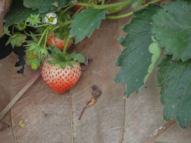 泰國 拜縣 (Pai) 拜縣草莓園 (Love Strawberry Pai)