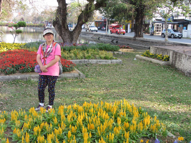 泰國 清邁古城東面護城河畔花圃