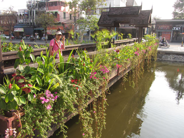 泰國 清邁古城東面護城河上花圃