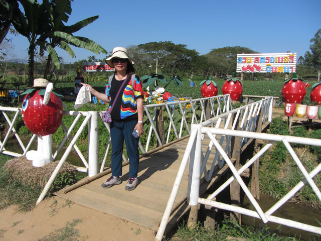 泰國美塞 草莓種植場