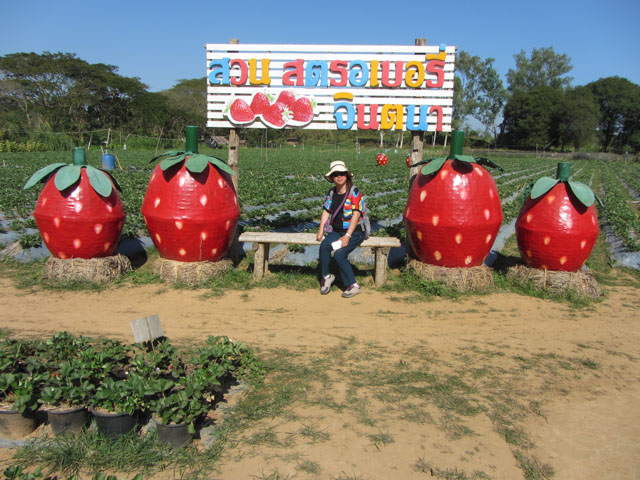 泰國美塞 草莓種植場