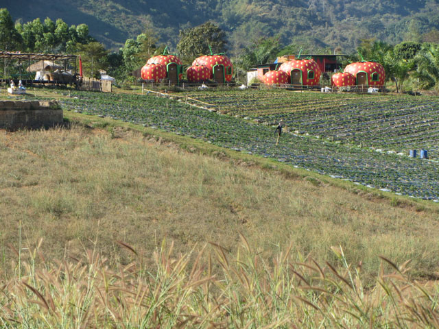 泰國美塞 步行到 Bao Noi Strawberry Plantation (ไร่บ่าวน้อยสตรอเบอร์รี่) 草莓種植場