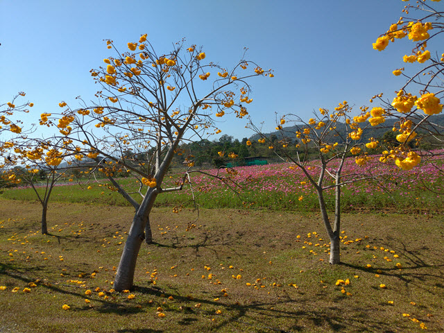 泰國清萊聖獅公園 黃花風鈴木及波斯菊花田