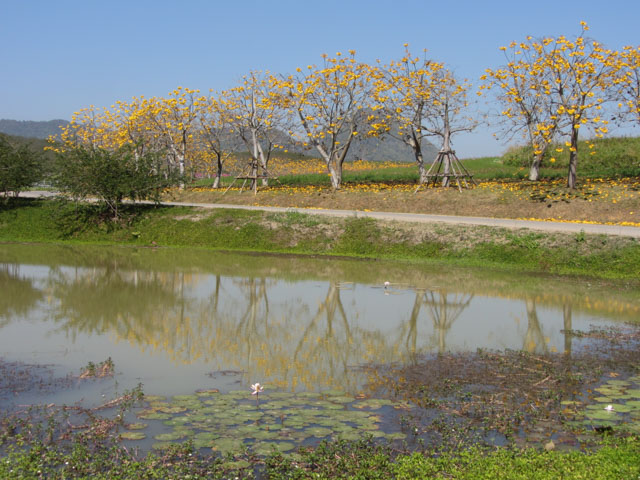 泰國清萊聖獅公園 黃花風鈴木花海