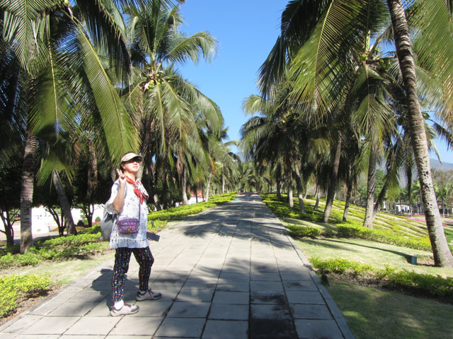 泰國清邁市拉查帕皇家花園 (Royal Park Rajapruek) 椰林步道