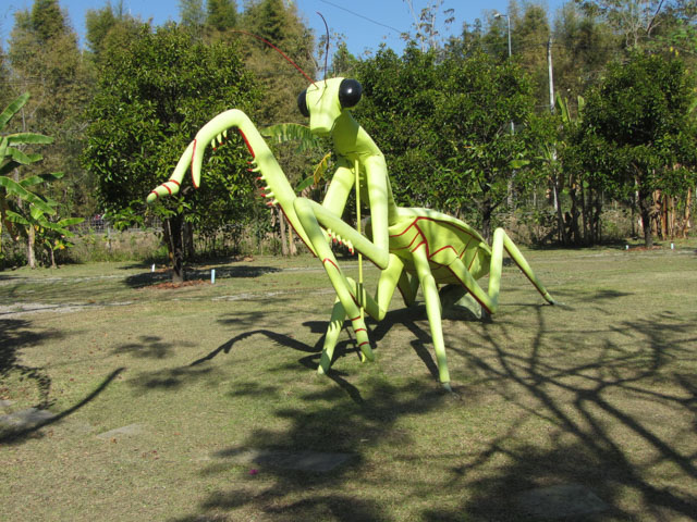 泰國清邁拉查帕皇家花園(Royal Park Rajapruek) 昆蟲世界 (Bug World)
