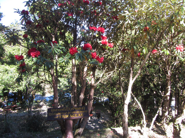 泰國 茵他儂國家公園 (Doi Inthanon National Park) 山頂 - Ericaceae 杜鵑花科