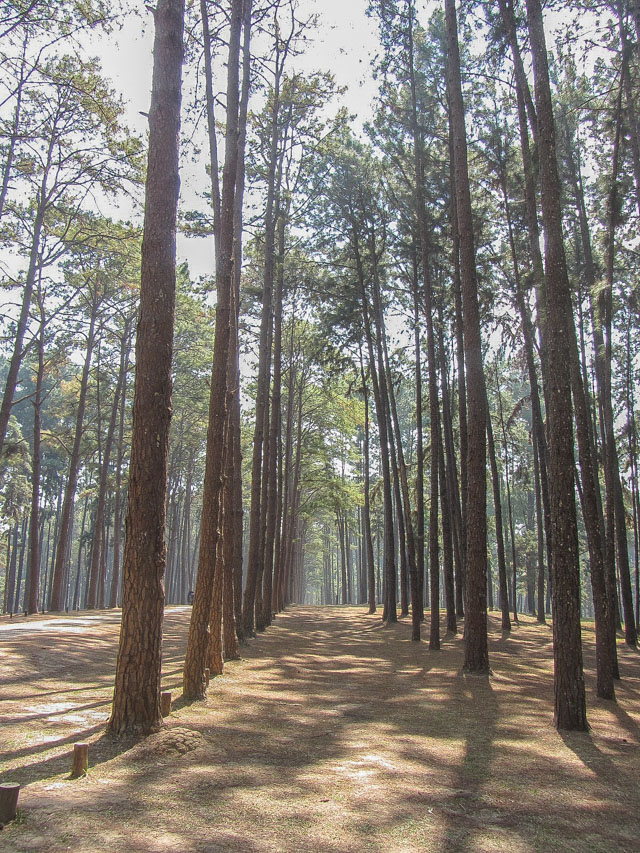 泰國 Boa Keaw Pine Park 松樹林公園