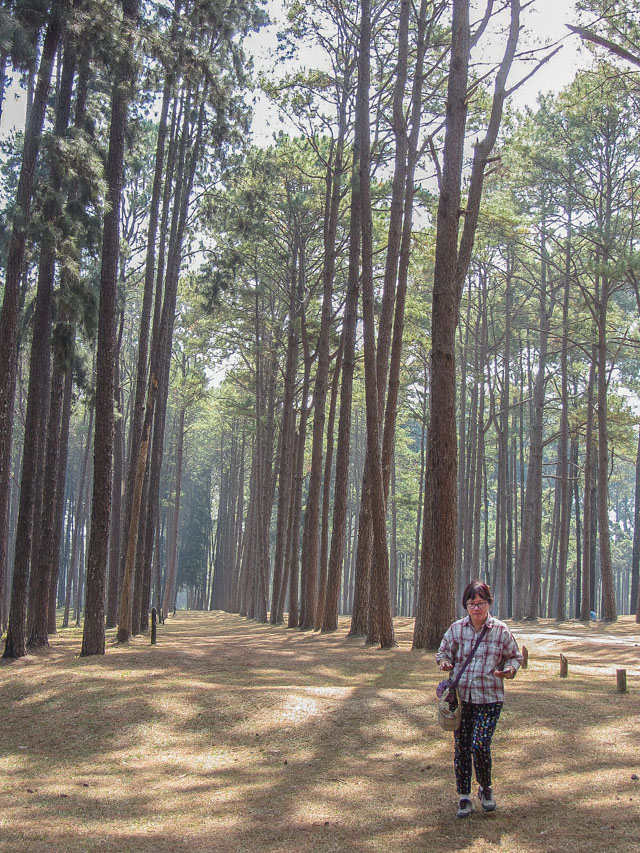 泰國 Boa Keaw Pine Park 松林公園