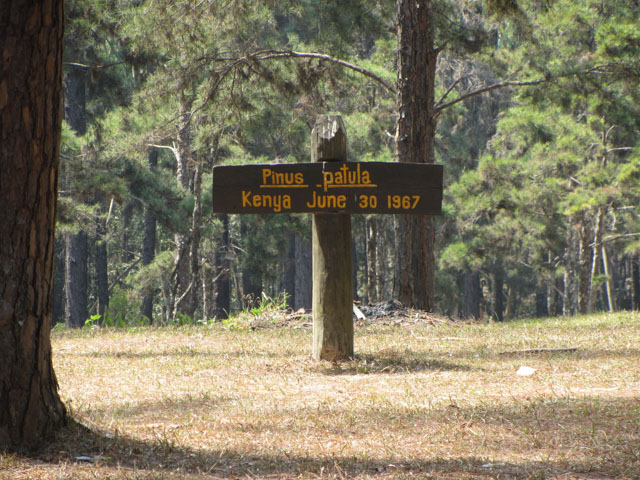 泰國 Boa Keaw Pine Park 松林公園 展葉松 (Pinus Patula)