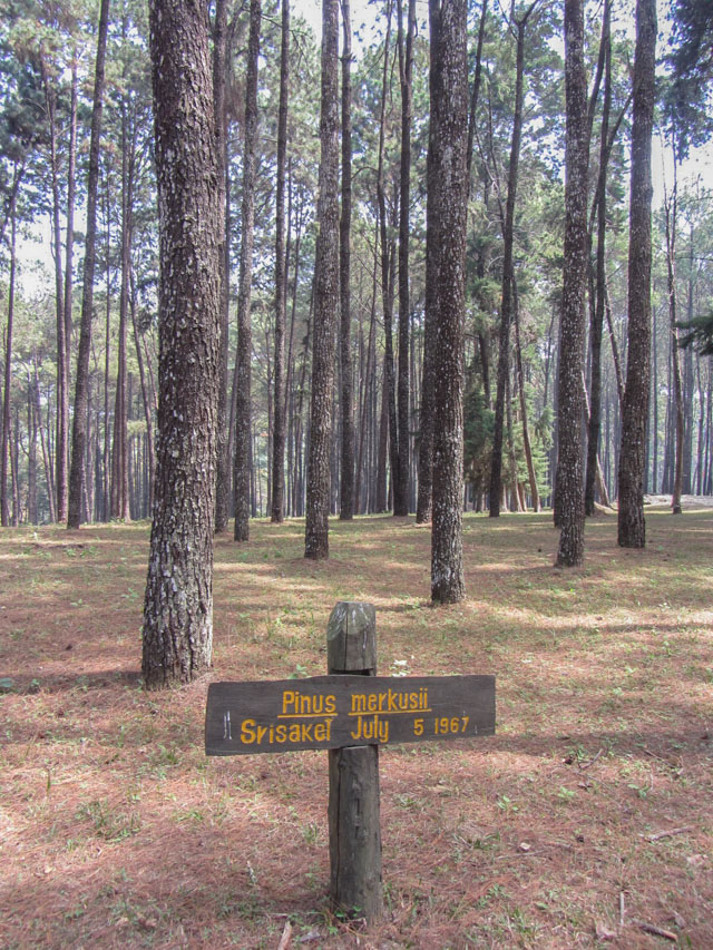 泰國 Boa Keaw Pine Park 松林公園 蘇門答臘松 (Pinus Merkusii)