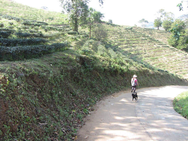 清萊 美斯樂深山 遠足 茶園
