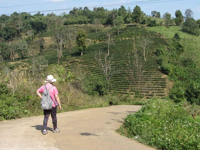 清萊 美斯樂深山 遠足 茶園