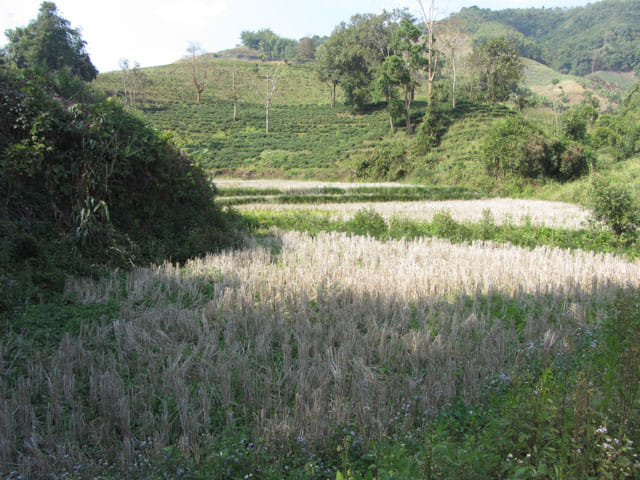 清萊 美斯樂深山 遠足 山谷
