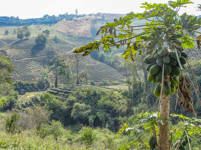 清萊 美斯樂深山 遠足 登山 茶園