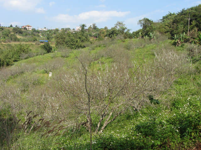 清萊 美斯樂深山 遠足 登山 梅園