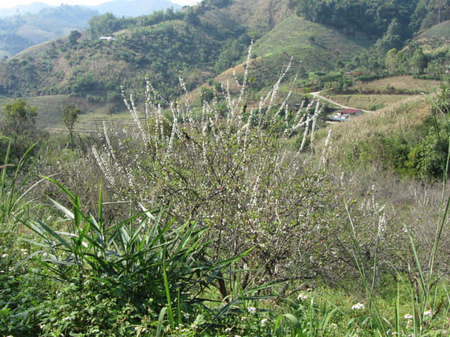 清萊 美斯樂深山 遠足 登山 梅園