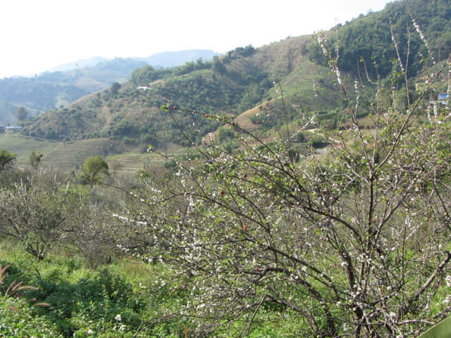 清萊 美斯樂深山 遠足 登山 梅園