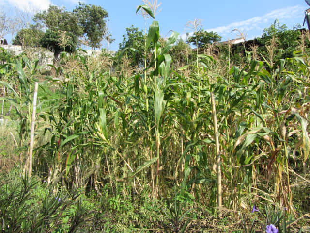清萊 美斯樂深山 遠足 登山 玉米田