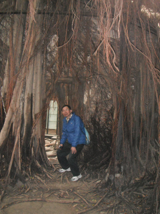 台南安平樹屋 樹洞