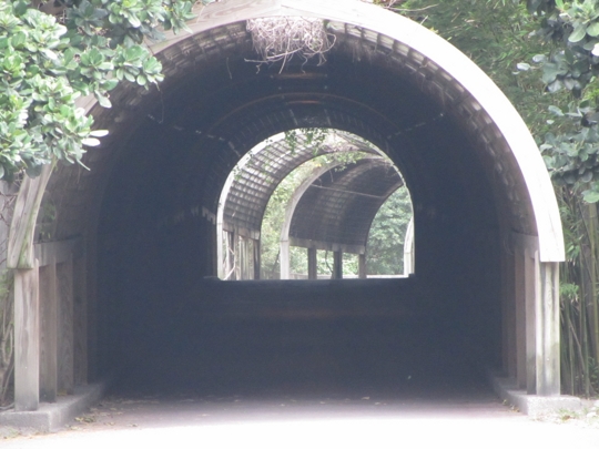  台東森林公園 花架隧道