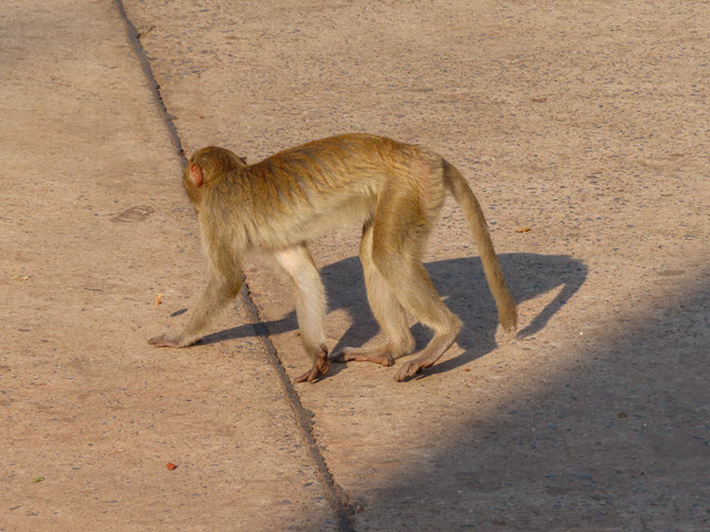 烏隆 Kumphawapi 猴子自然公園 (Monkey Nature Park)