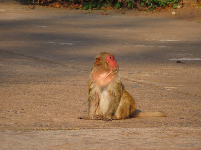 烏隆 Kumphawapi 猴子自然公園 (Monkey Nature Park)