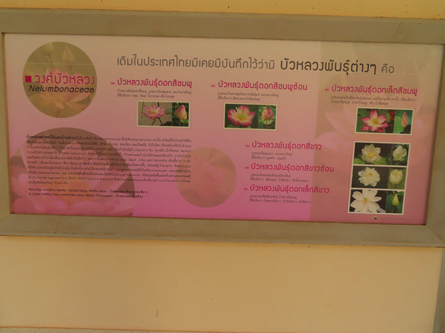 沙功那空 Sakon Nakhon 蓮花湖公園 (Chaloem Phrakiat Lotus Park) 蓮花博物館