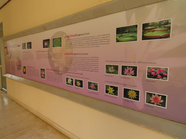 沙功那空 Sakon Nakhon 蓮花湖公園 (Chaloem Phrakiat Lotus Park) 蓮花博物館