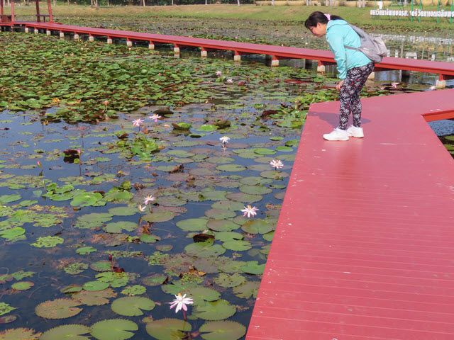 沙功那空 Sakon Nakhon 蓮花湖公園 (Chaloem Phrakiat Lotus Park) 