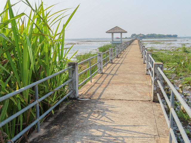 Sakon Nakhon Nong Han 湖生態公園 步道